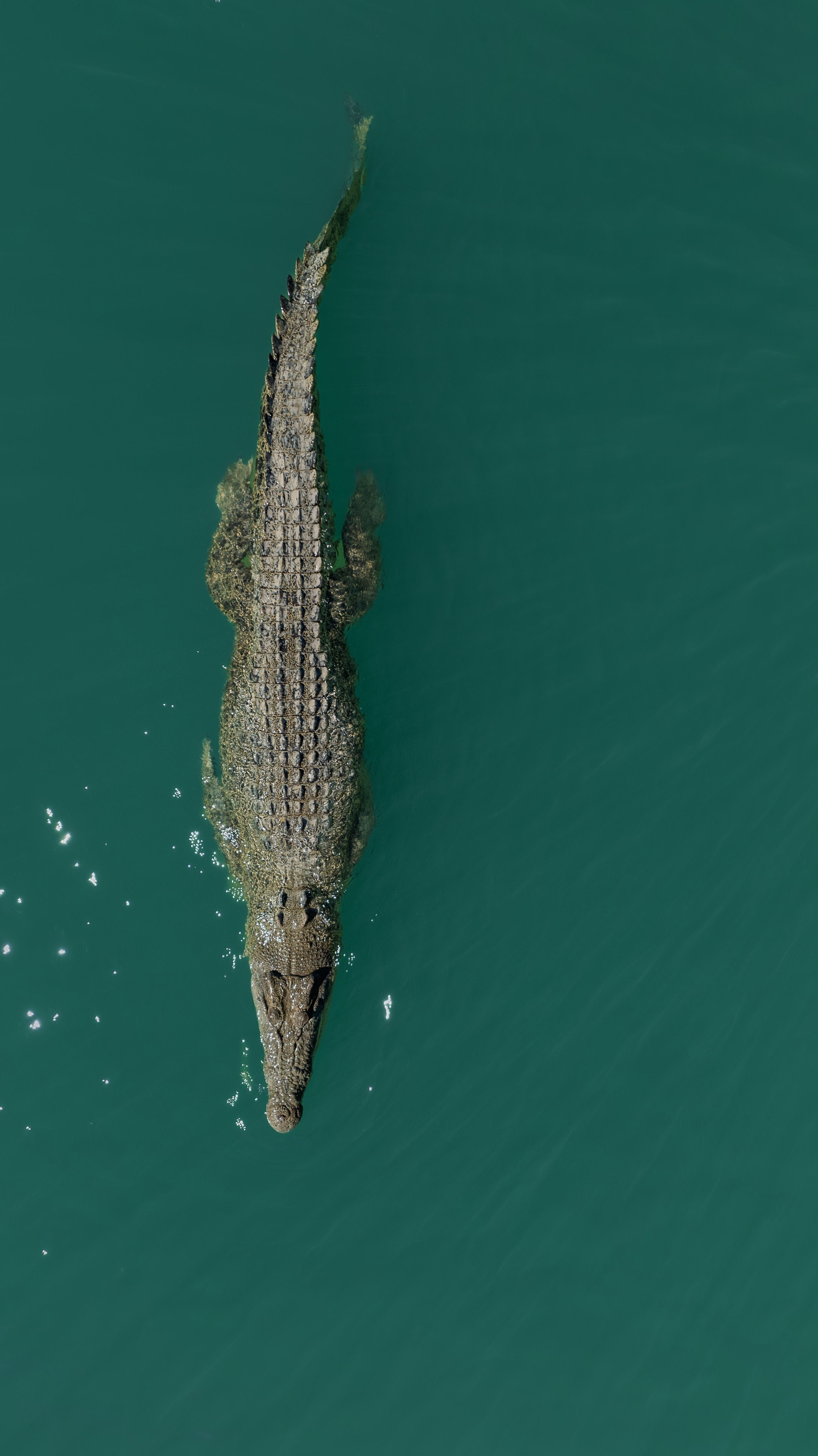 Kids Kimberley crocodile