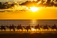 Cable beach camel ride at sunset in Broome WA