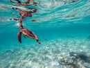 Underwater photography of turtle in Exmouth