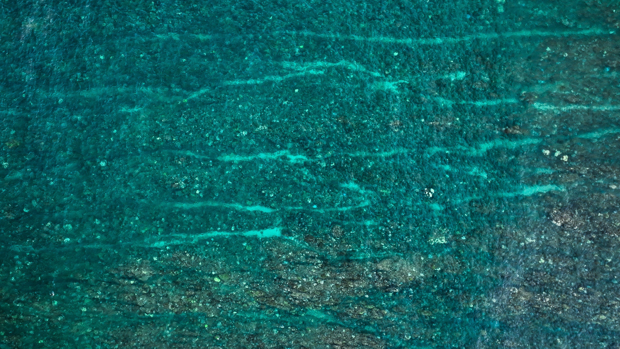 Ningaloo reef in Western Australia